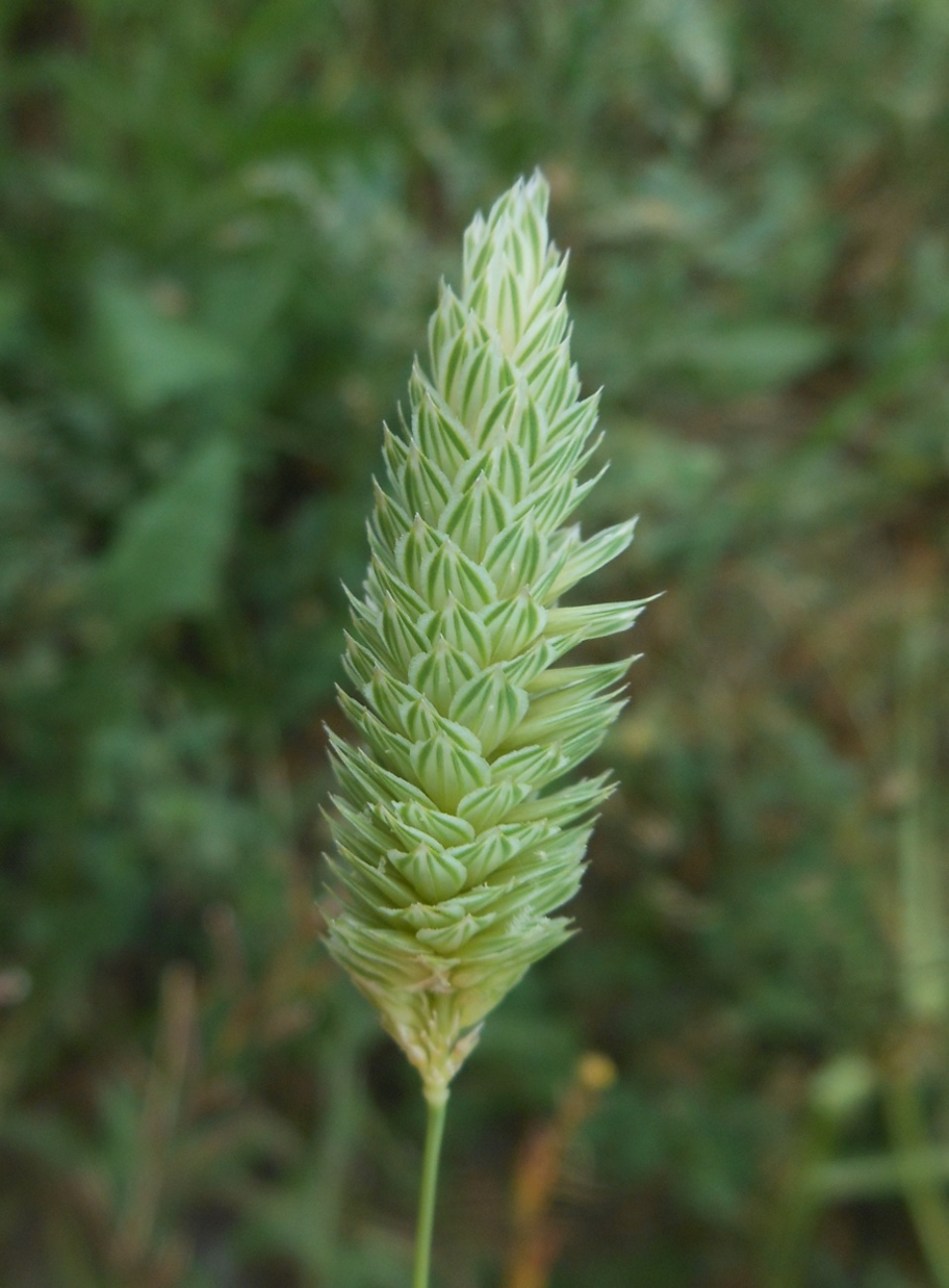 Phalaris minor / Scagliola minore
